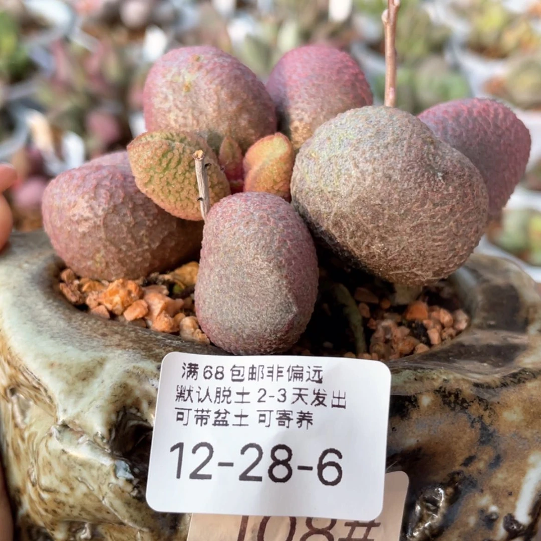 【闪购商品】无**岛     138