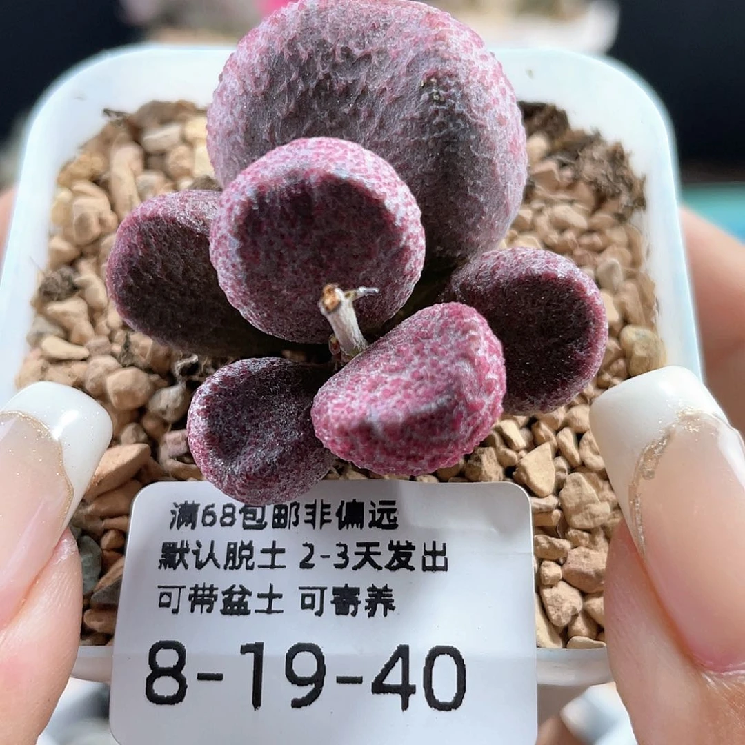亚当。