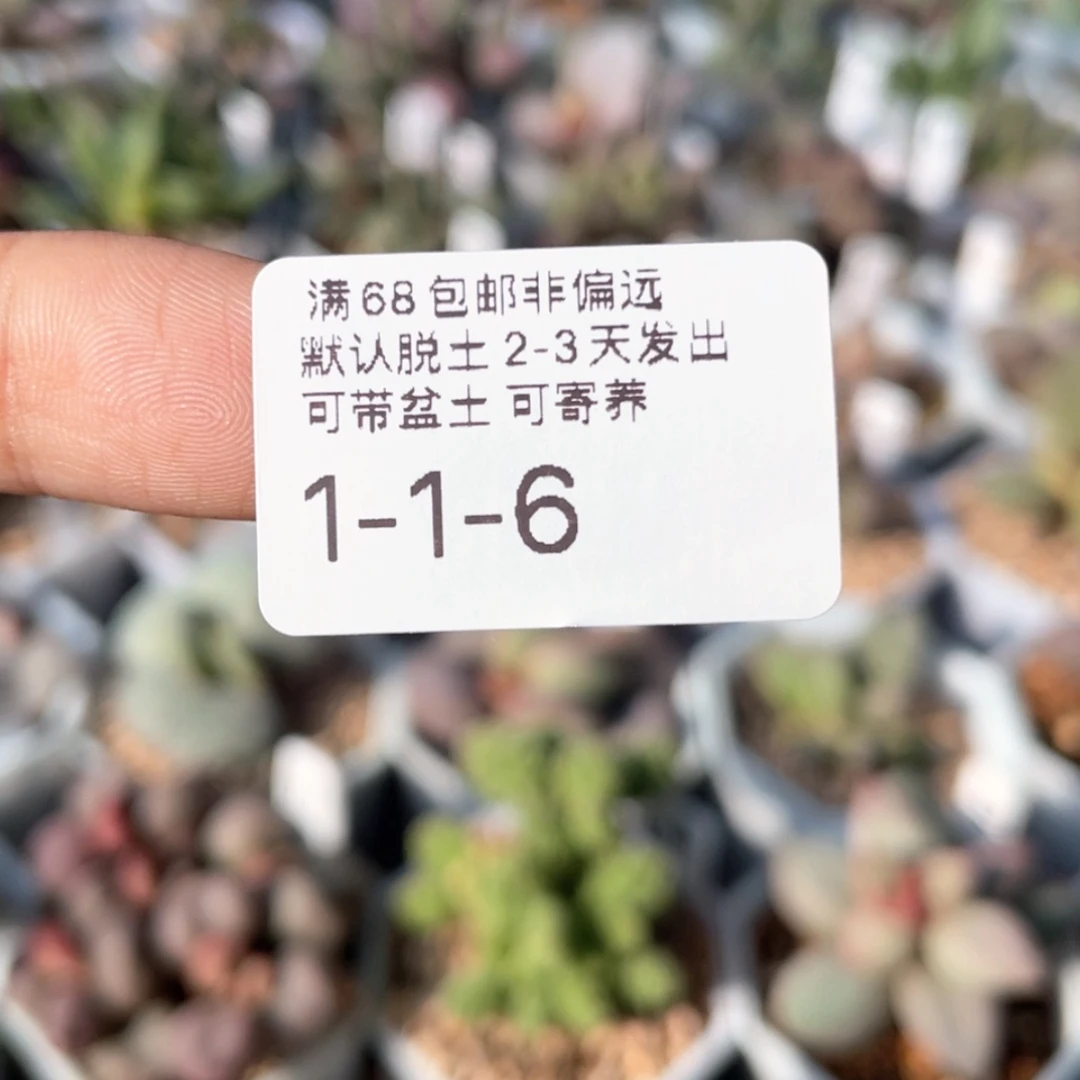 【闪购商品】6*    黑卡