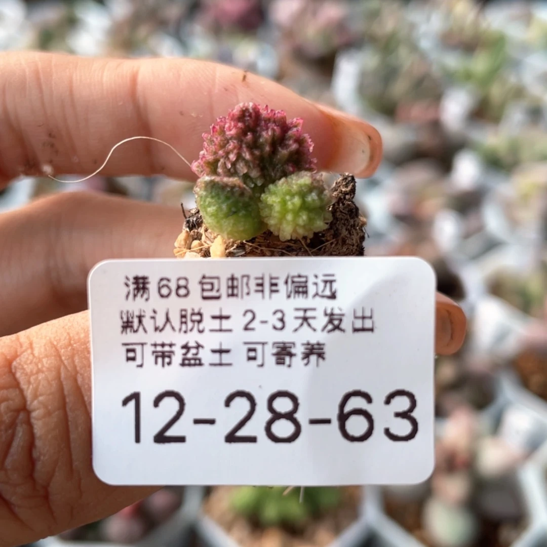 【闪购商品】