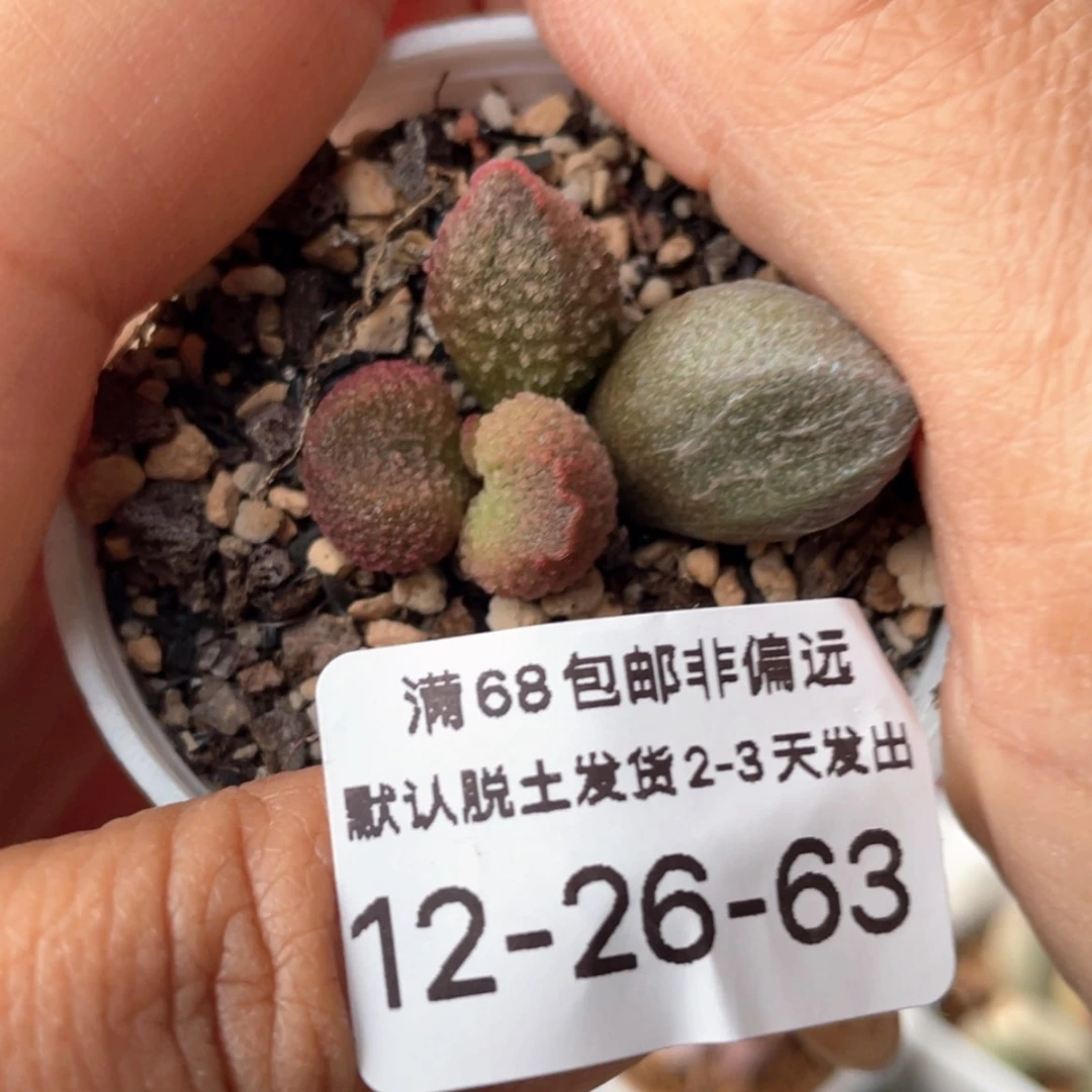 【闪购商品】水蜜桃。