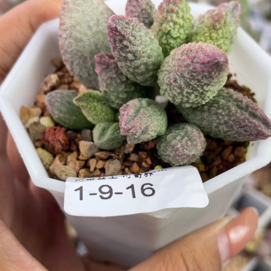 【闪购商品】L****      白露5折购