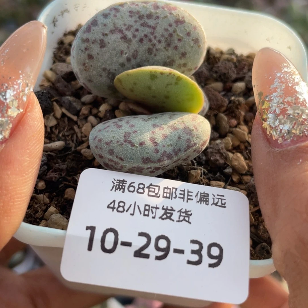 金*乐        花蛋。