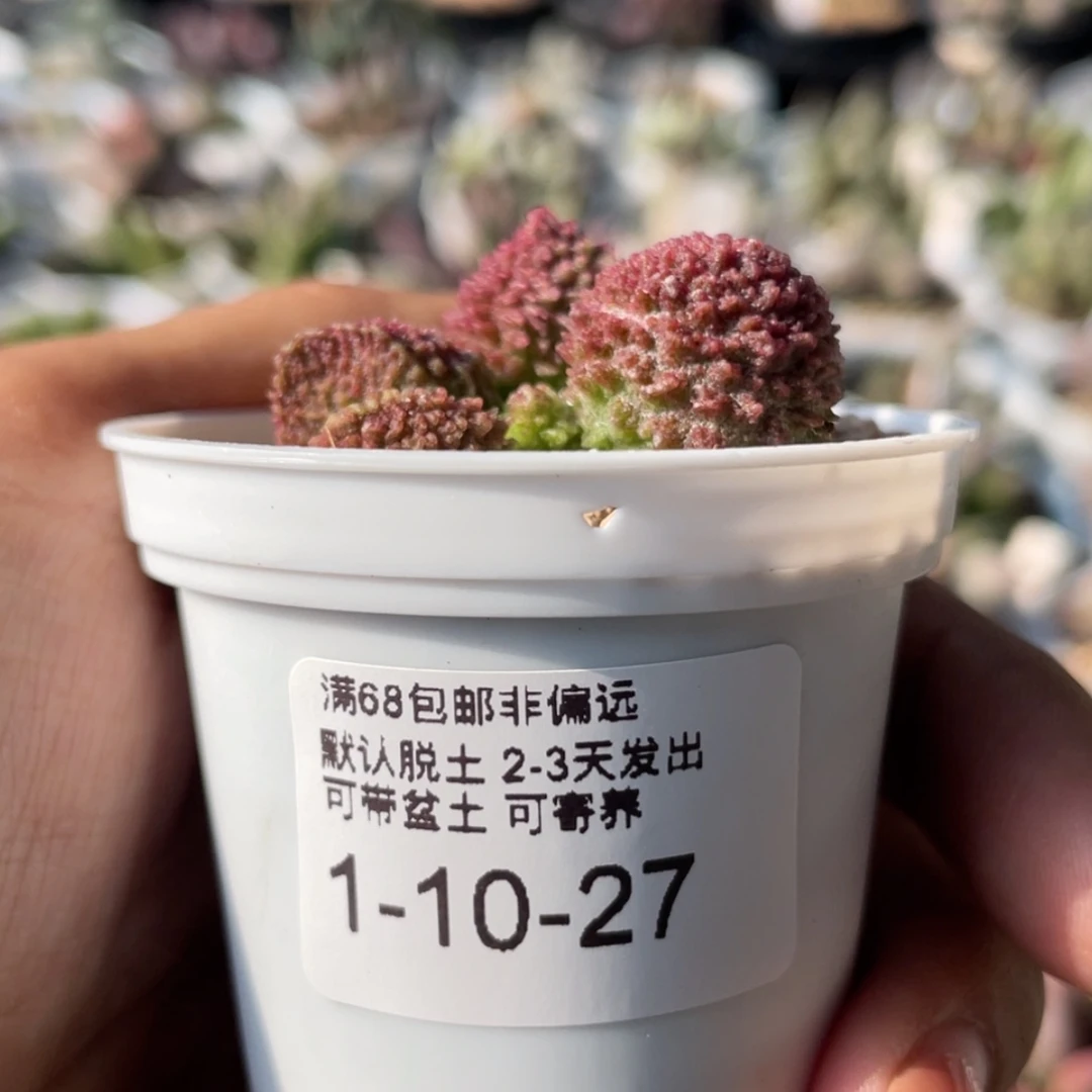 【闪购商品】            下播