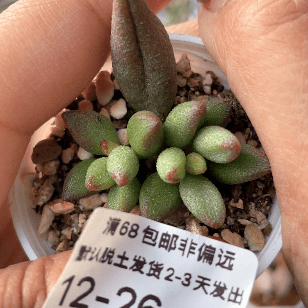 【闪购商品】小红嘴。