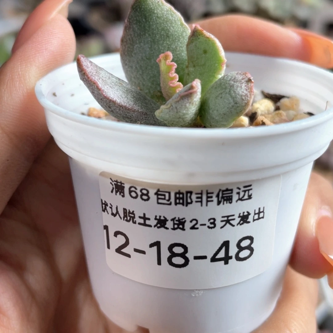 【闪购商品】        赠