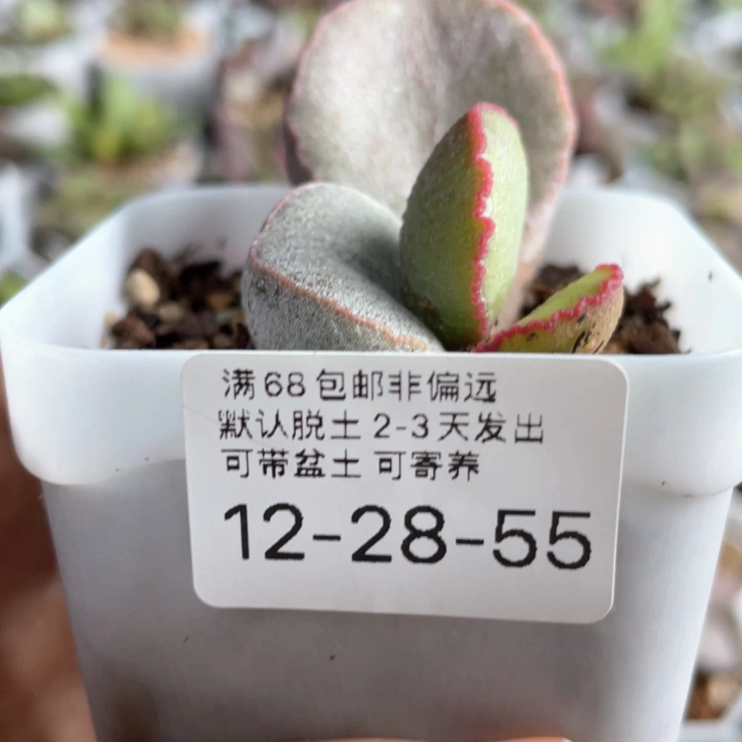 【闪购商品】     饺子