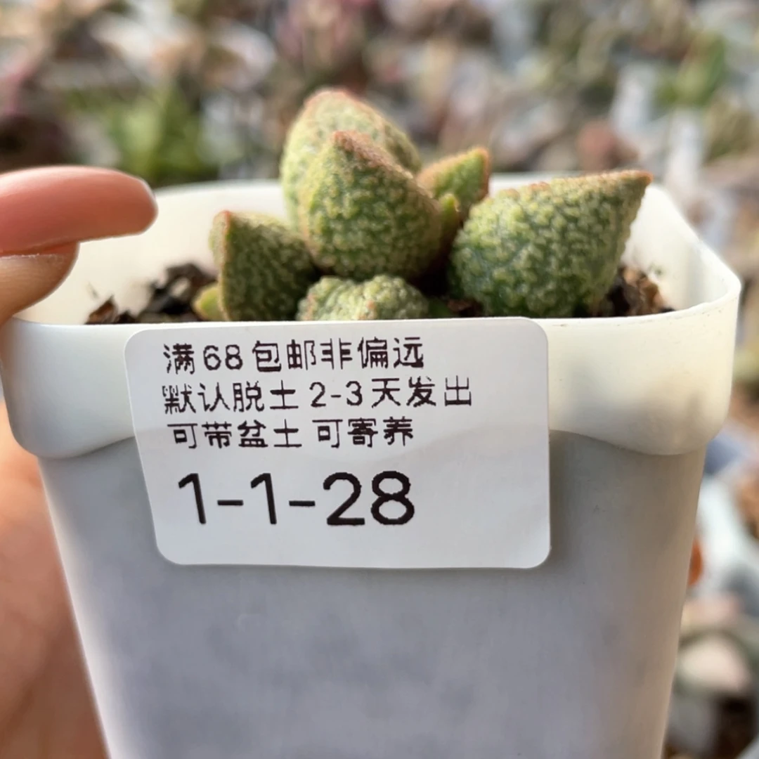 【闪购商品】叭*