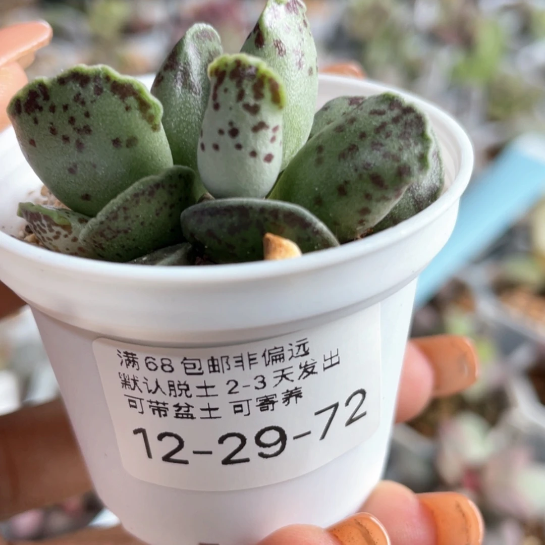 【闪购商品】