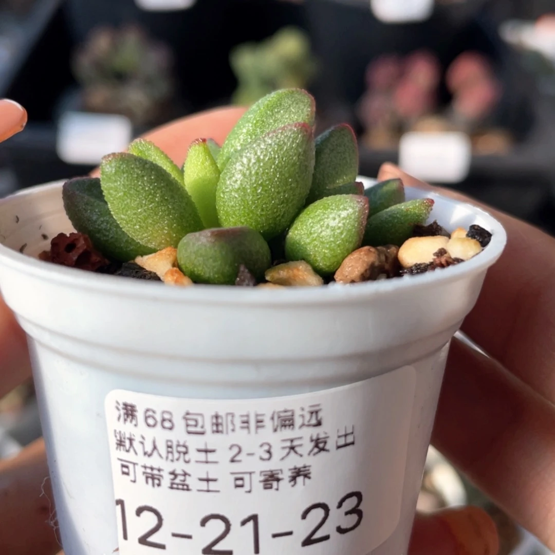 【闪购商品】     小红嘴