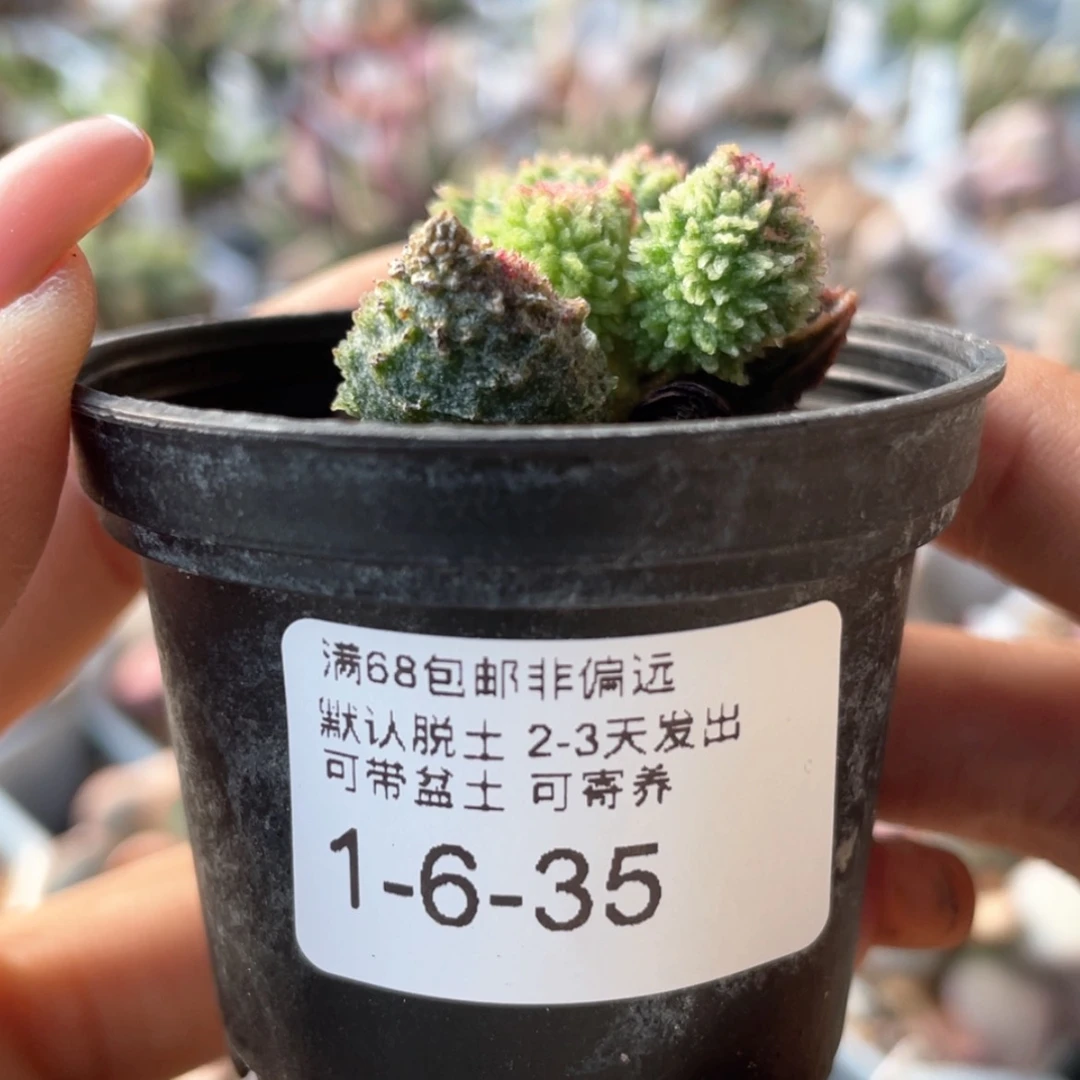 【闪购商品】?****?        朱