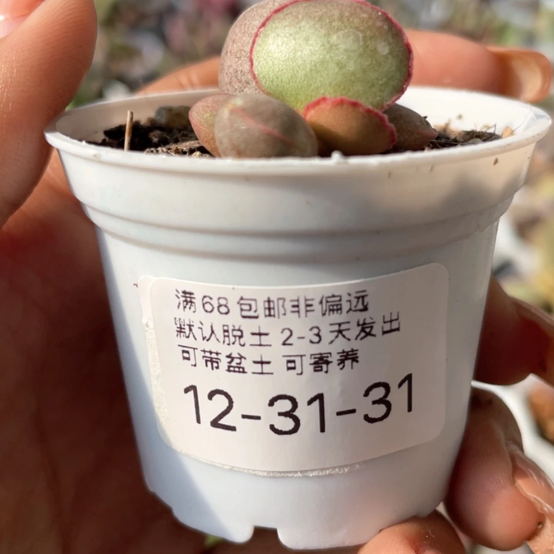 【闪购商品】           赠品
