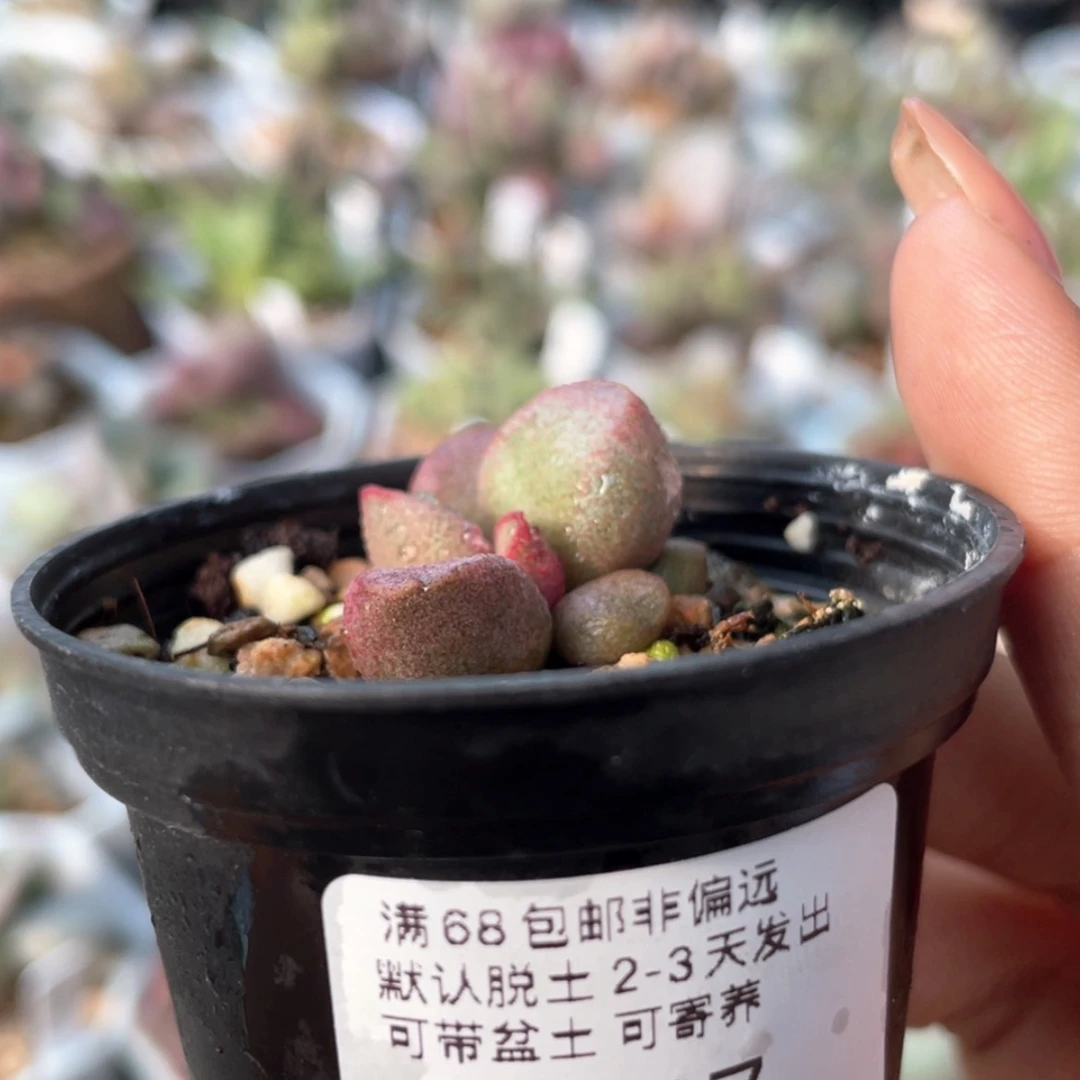 【闪购商品】       霓裳