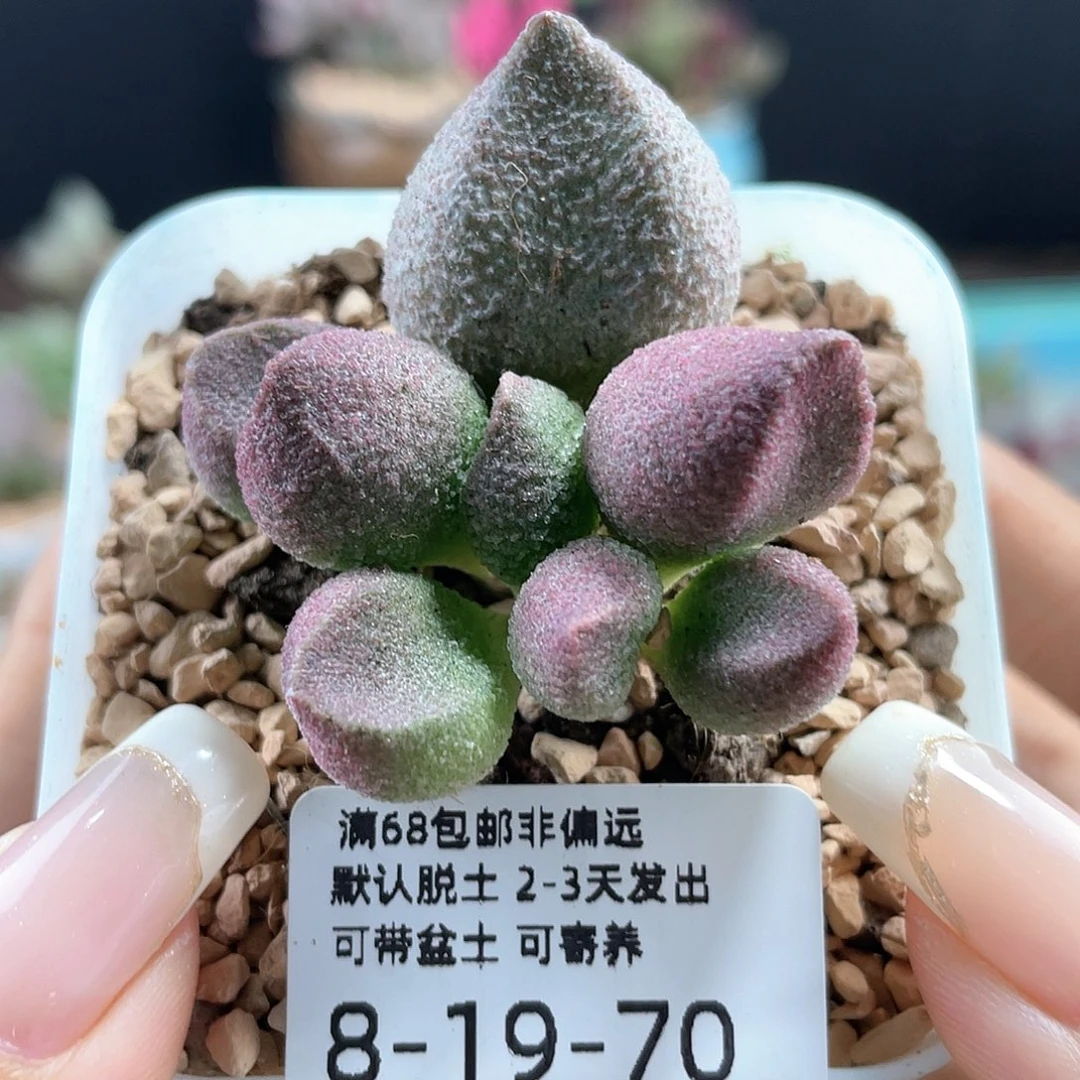 水蜜桃。