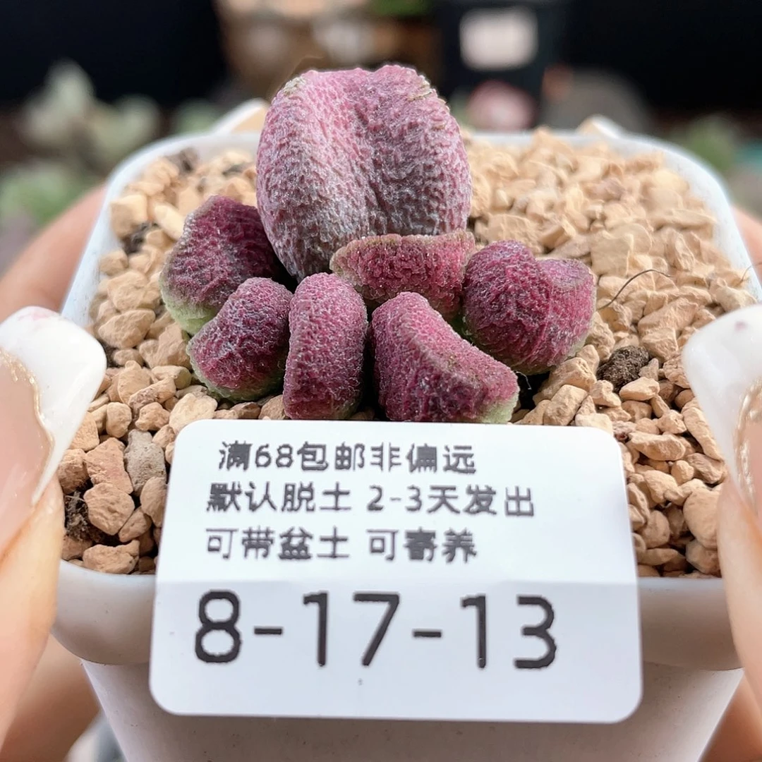夏娃。
