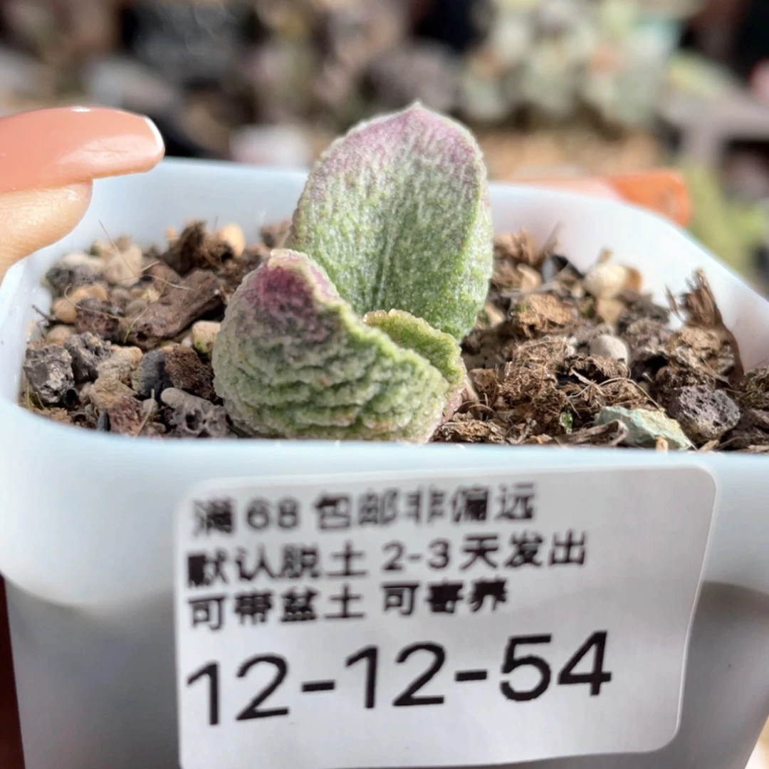 【闪购商品】?****?     哈默