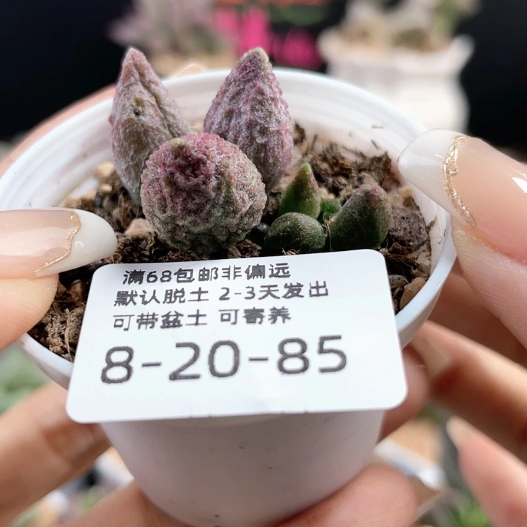 随**     实生。