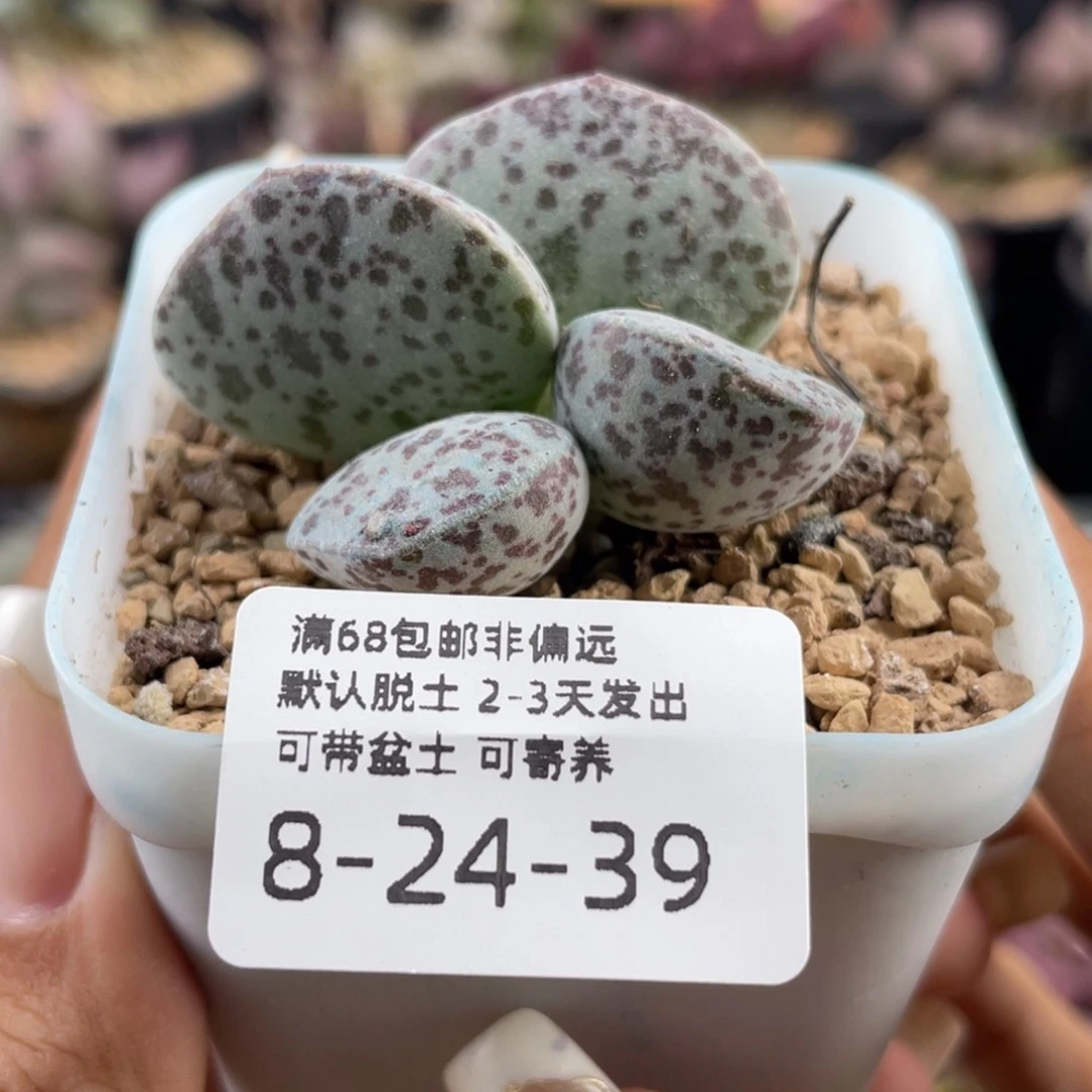 丹*     花蛋。