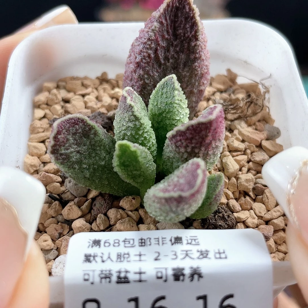紫电。
