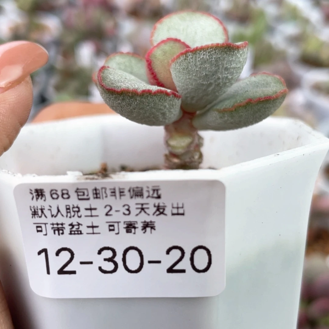 【闪购商品】眼*媚     10号