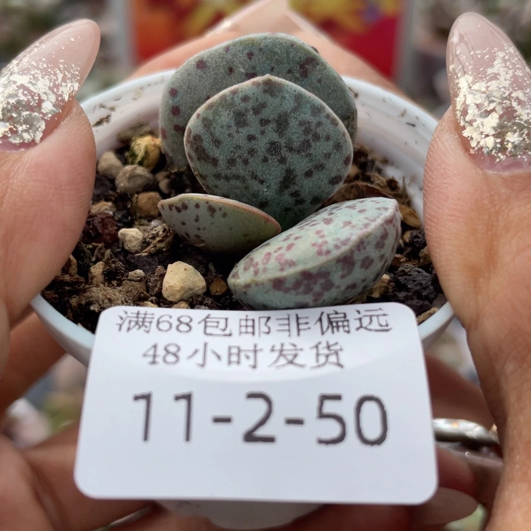 丫***8      花蛋。