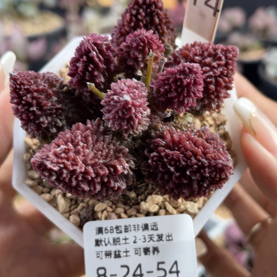 朱紫玉，包邮非偏远