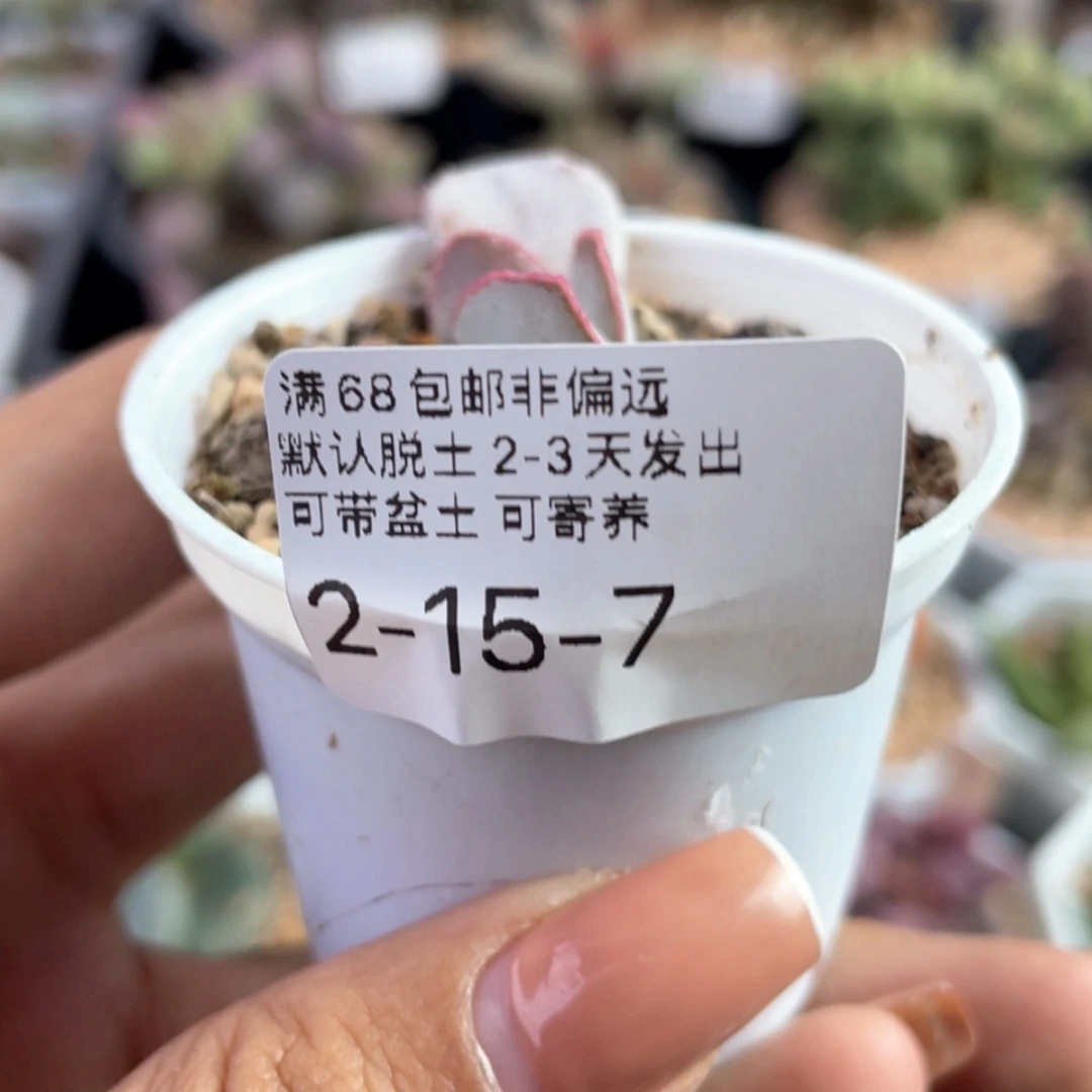【闪购商品】         白安泽