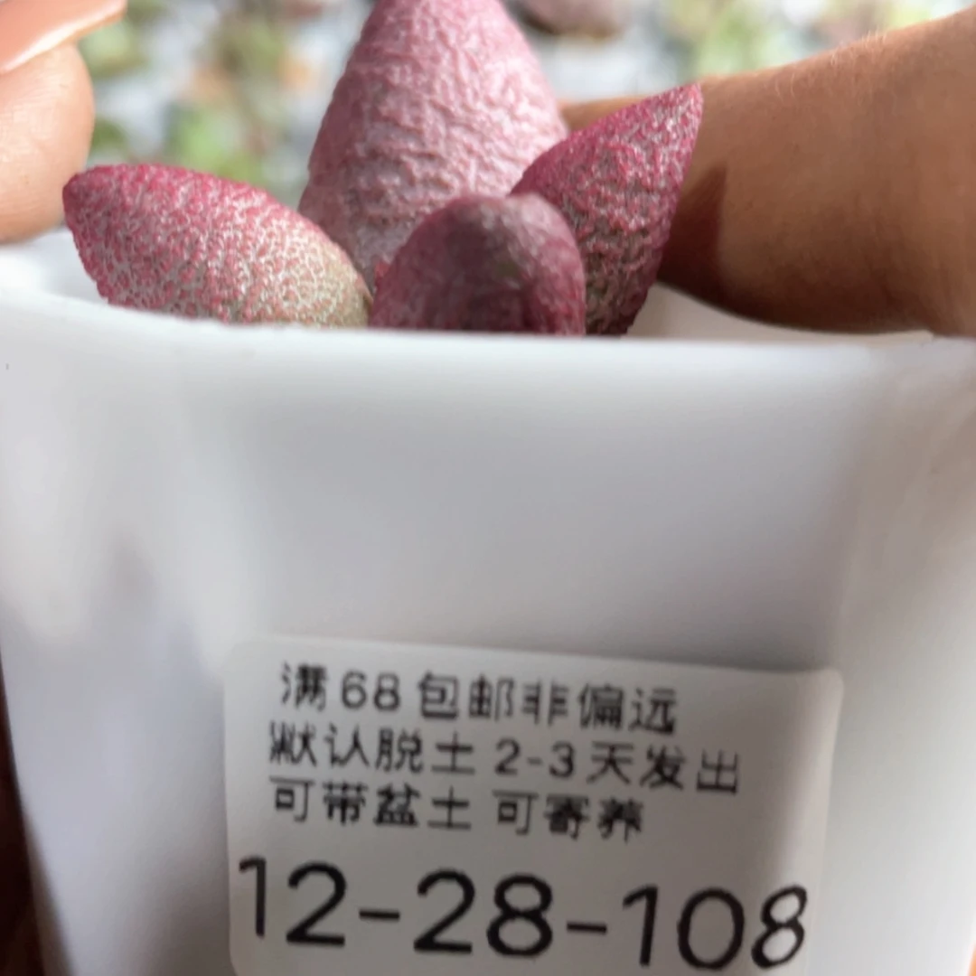 【闪购商品】无**岛     赠品