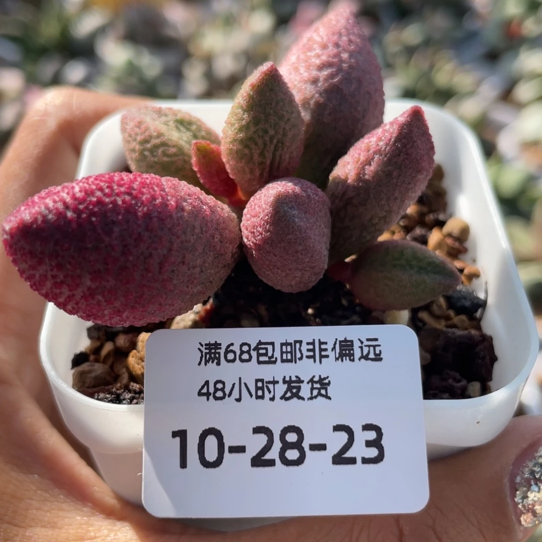 十*三        138号。