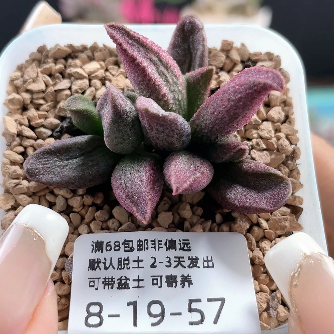 纯红哈默杂。