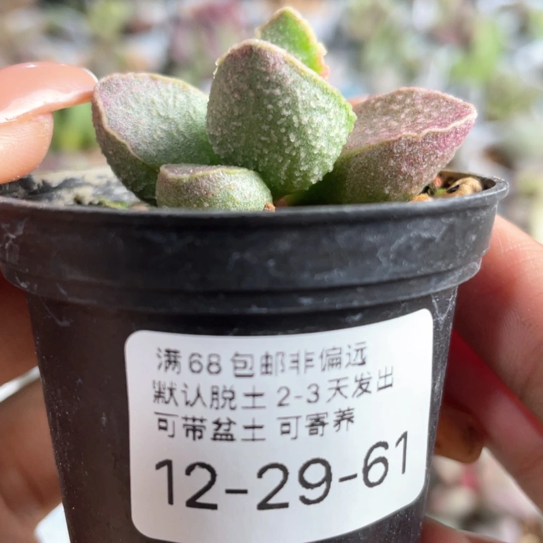 【闪购商品】          粉红猪