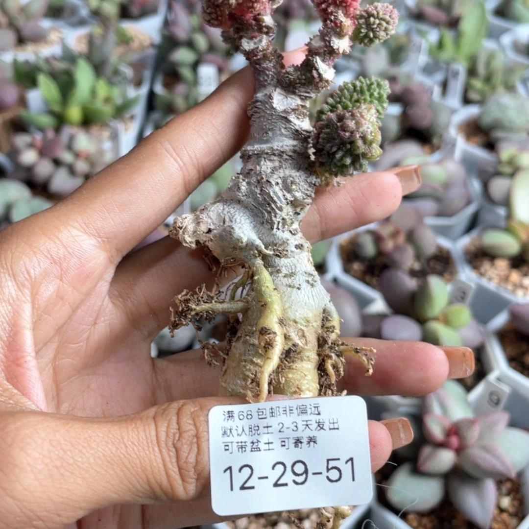 【闪购商品】L****          朱