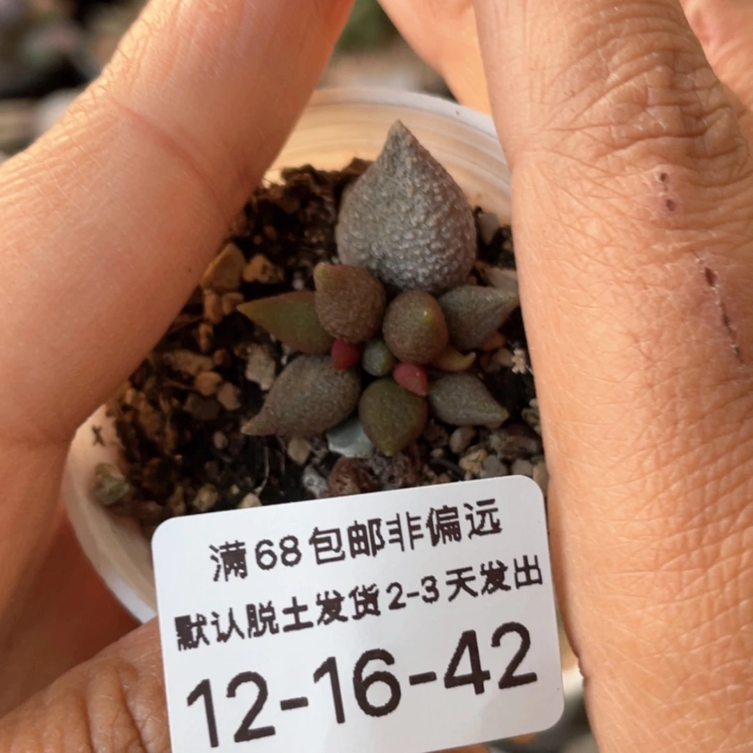 【闪购商品】小辣椒。