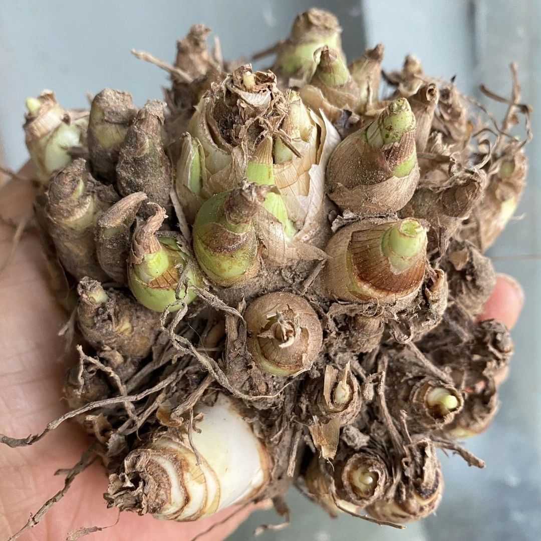 多年生晚香玉种球浓香型重瓣纯白色宿根盆栽庭院花卉多芽点易成活