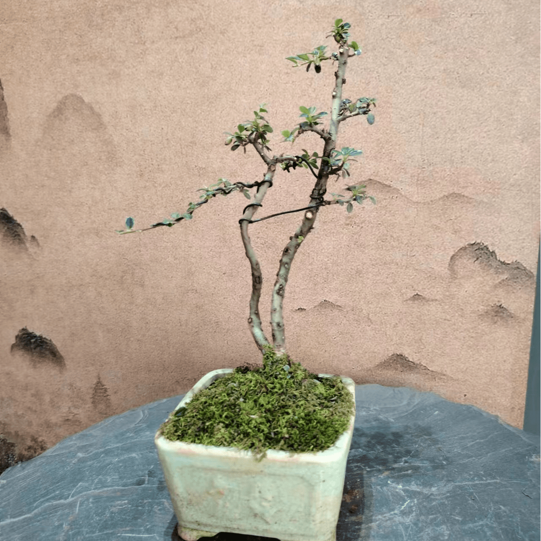 珍珠荀子（双杆）盆景通货随机发货 不挑不选