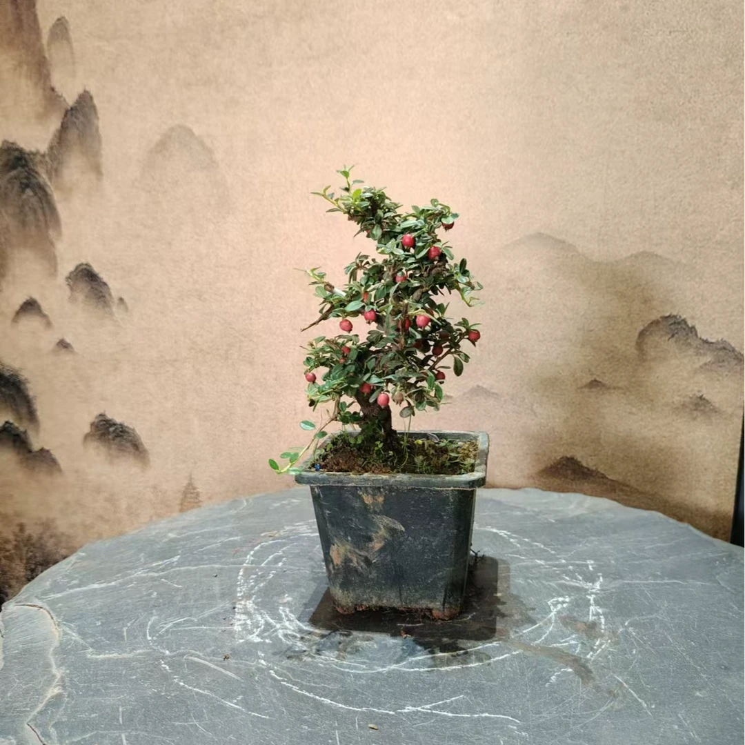 39.9珍珠栒子打弯带果子 盆景素材 通货 拍卖链接