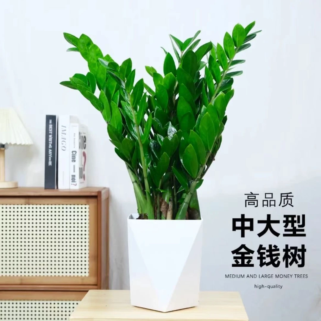 （金钱树盆栽室内植物大型客厅好养8-12颗绿植摇钱串子发财树盆景）