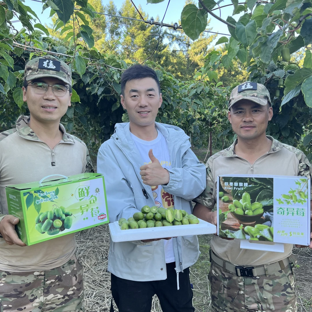 （三炮专属）东北长白山脉新鲜猕猴桃精品奇异莓东北甜软枣