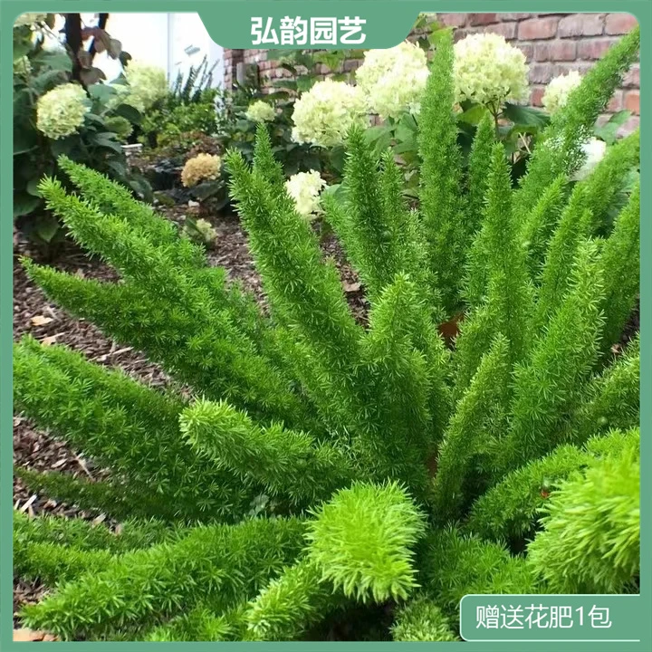 狐尾天门东原盆盆栽庭院花园植物四季高档季节净化空养护绿色观叶