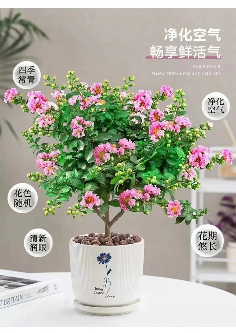 紫薇花盆栽带花苞百日红花卉阳台庭院盆景耐高温耐寒植物紫薇树