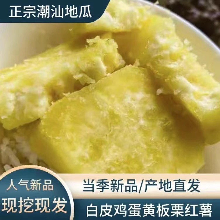 潮汕现挖白皮黄心板栗红薯无丝新鲜农家自种香甜粉糯鸡蛋黄番薯