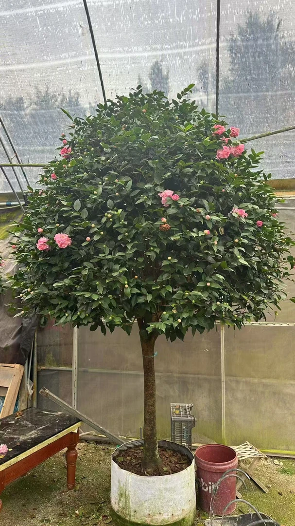 大老桩香妃茶花重瓣浓香型盆栽地栽室内外植物