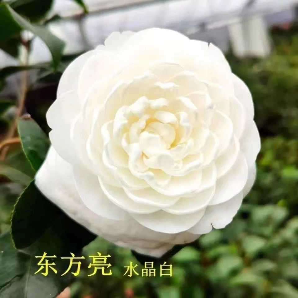 东方亮稀有纯白色茶花带花苞室内室外植物好养活