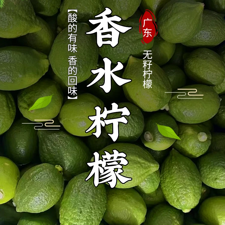 广东无籽香水柠檬一级正宗爆香型新鲜采摘奶茶店摆摊手打柠檬茶
