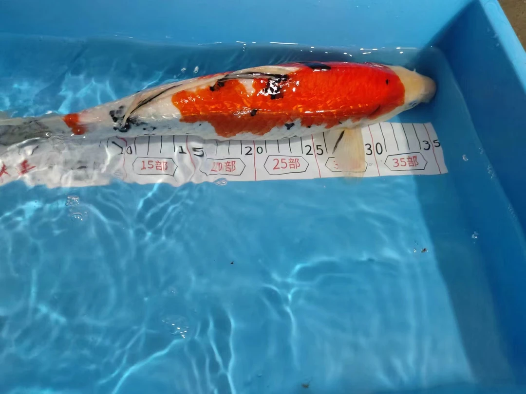 鹏超锦鲤观赏鱼精品昭和