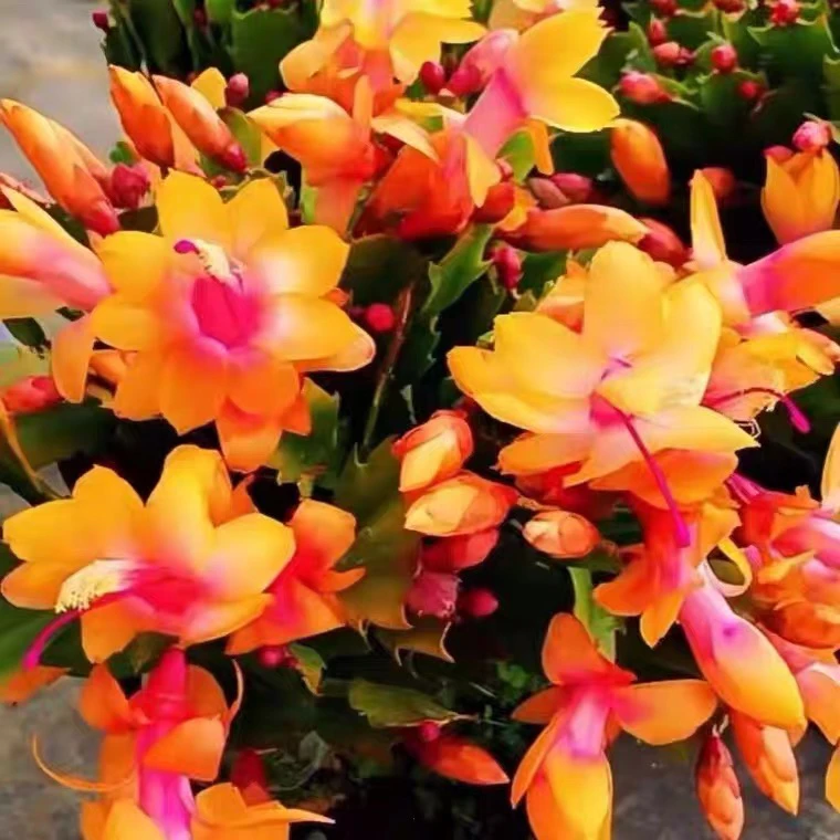 黄金蟹爪兰一盆，花期长好养活