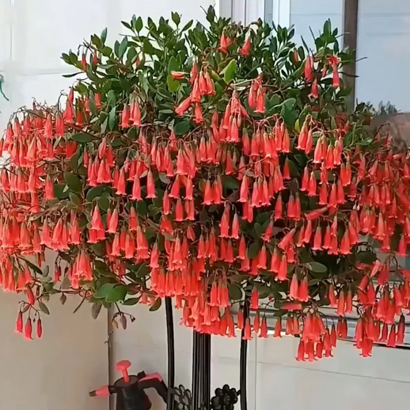 阳台爆花机器，垂吊天使之光，凤尾宫灯长寿花盆栽