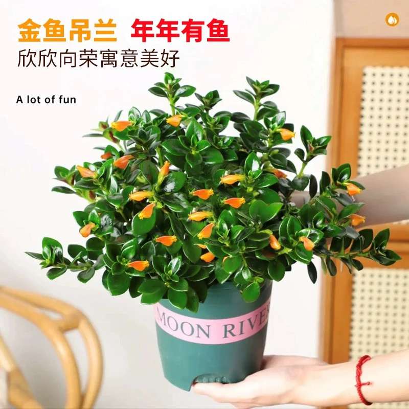 四季金鱼吊兰花，金鱼花吊兰金鱼花盆栽金鱼花带花苞