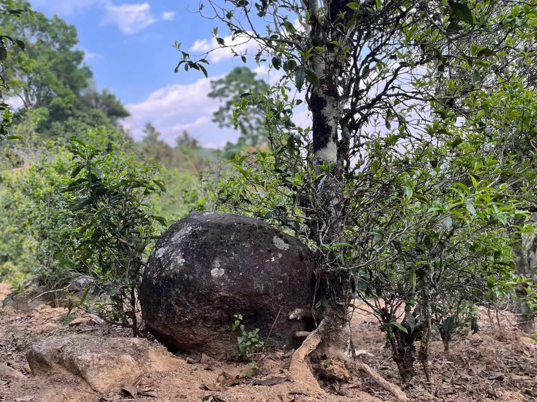 《小清的茶》2025年春石缝茶大树普洱茶生茶散茶200克