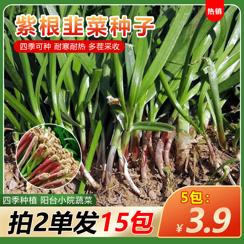 【3.9元5包】拍2发15包，紫根韭菜种子高产四季种植阳台小院蔬菜种子